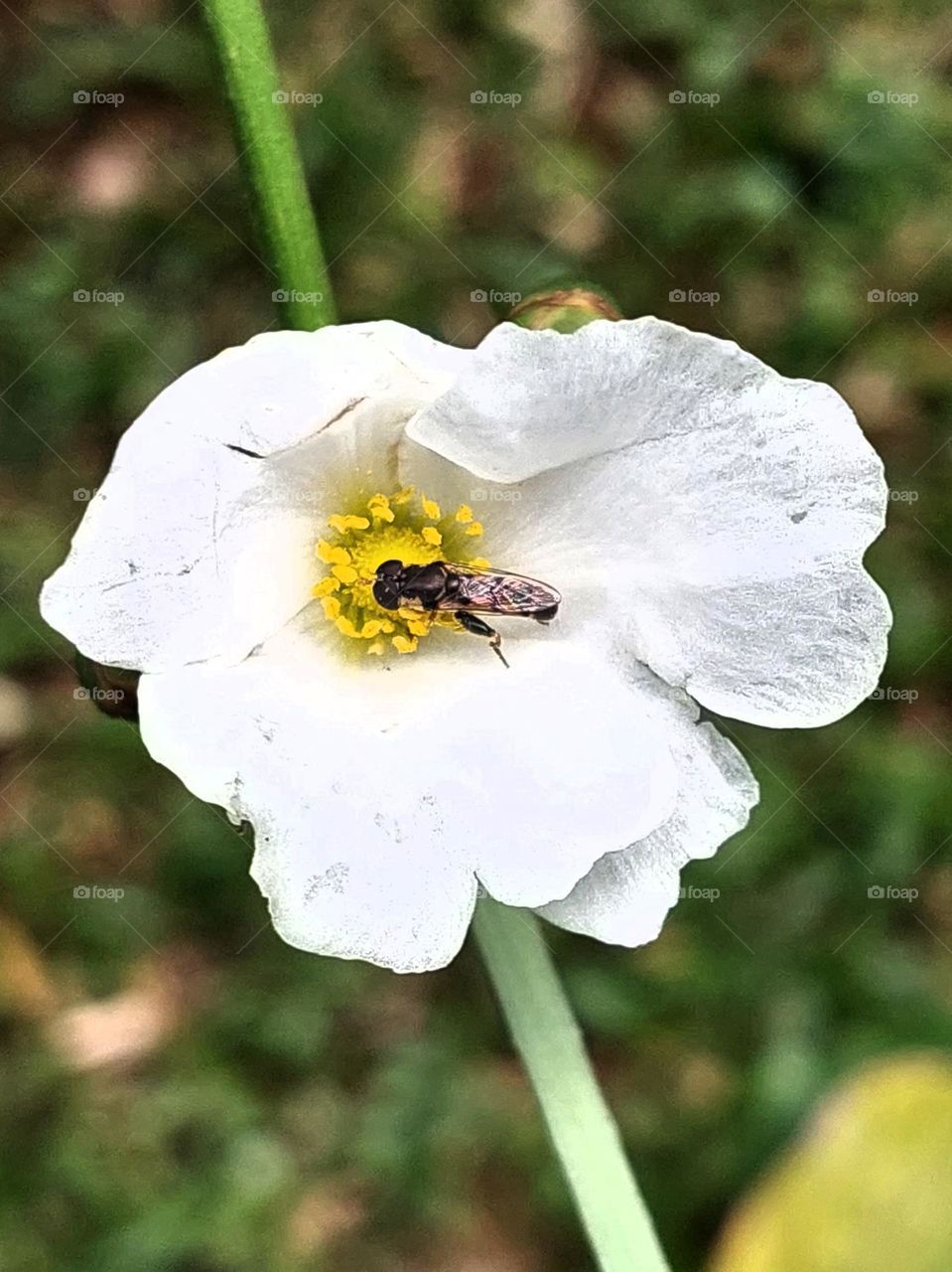 Toxomerus marginatus, also known as the calligraphy fly, is a common species of hoverfly