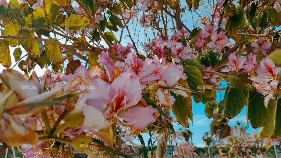 Bauhinia variegata.