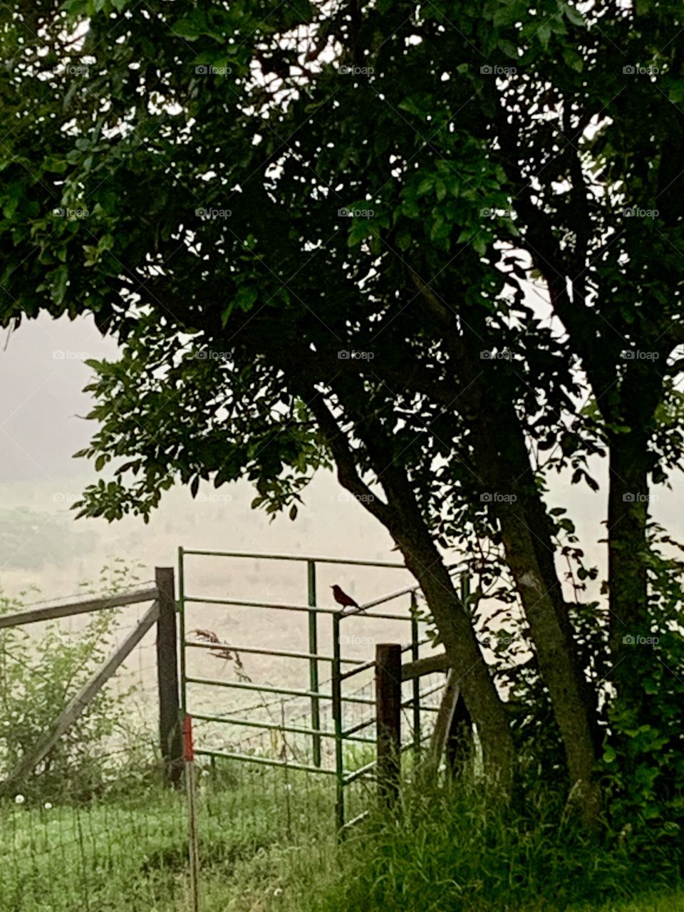 Silhouetted robin on an iron cattle gate under a leafy tree on a foggy morning (portrait)