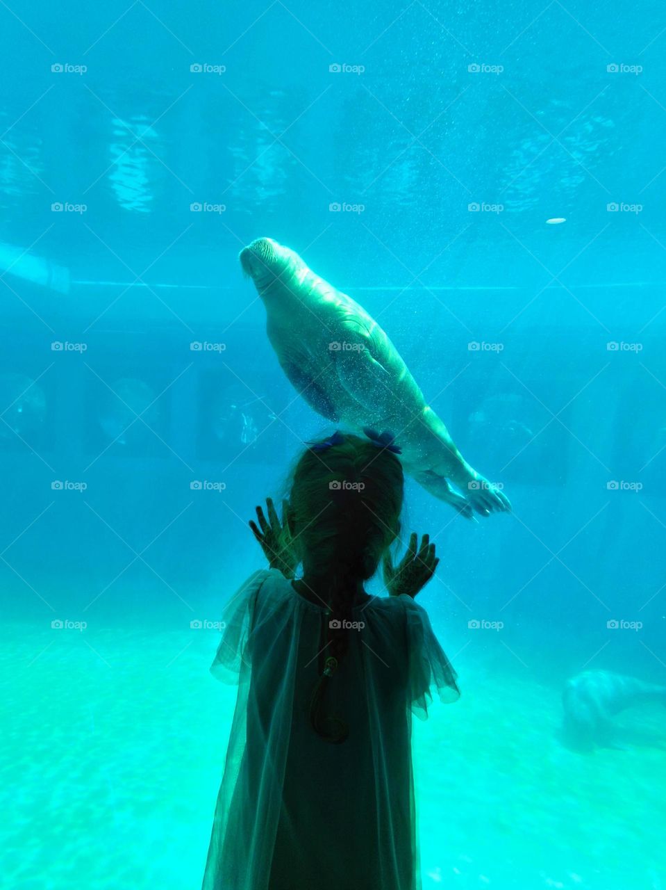 Zoo, little girl and seal