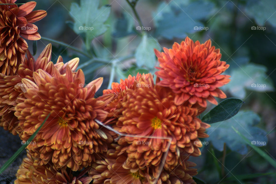 Orange flowers blooming in the winter, a pretty sight to make your day and give an optimistic look to life.