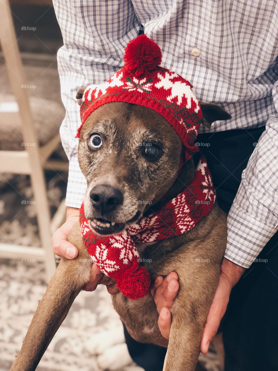 Dog with winter outfit 