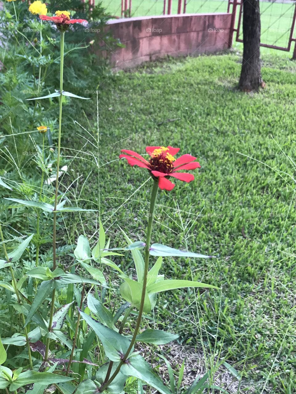 flower beauty