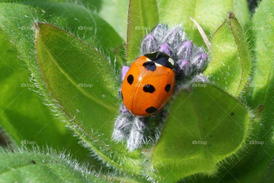 Little colourful ladybird enjoying some sunshine 