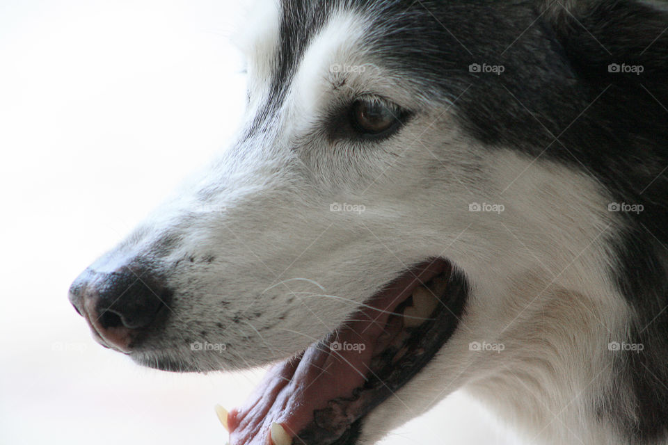 Close-up of animal mouth