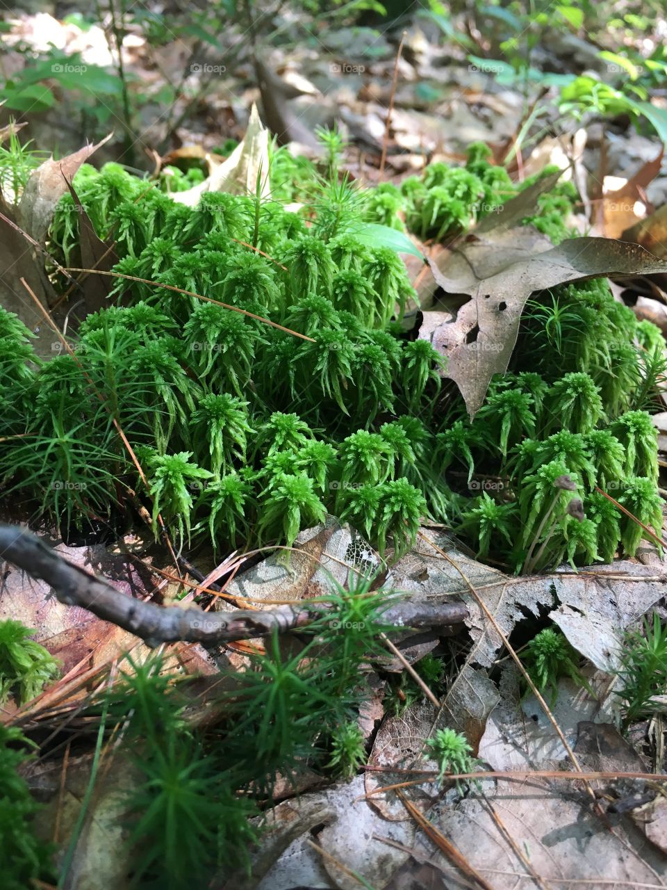 Mysterious Moss