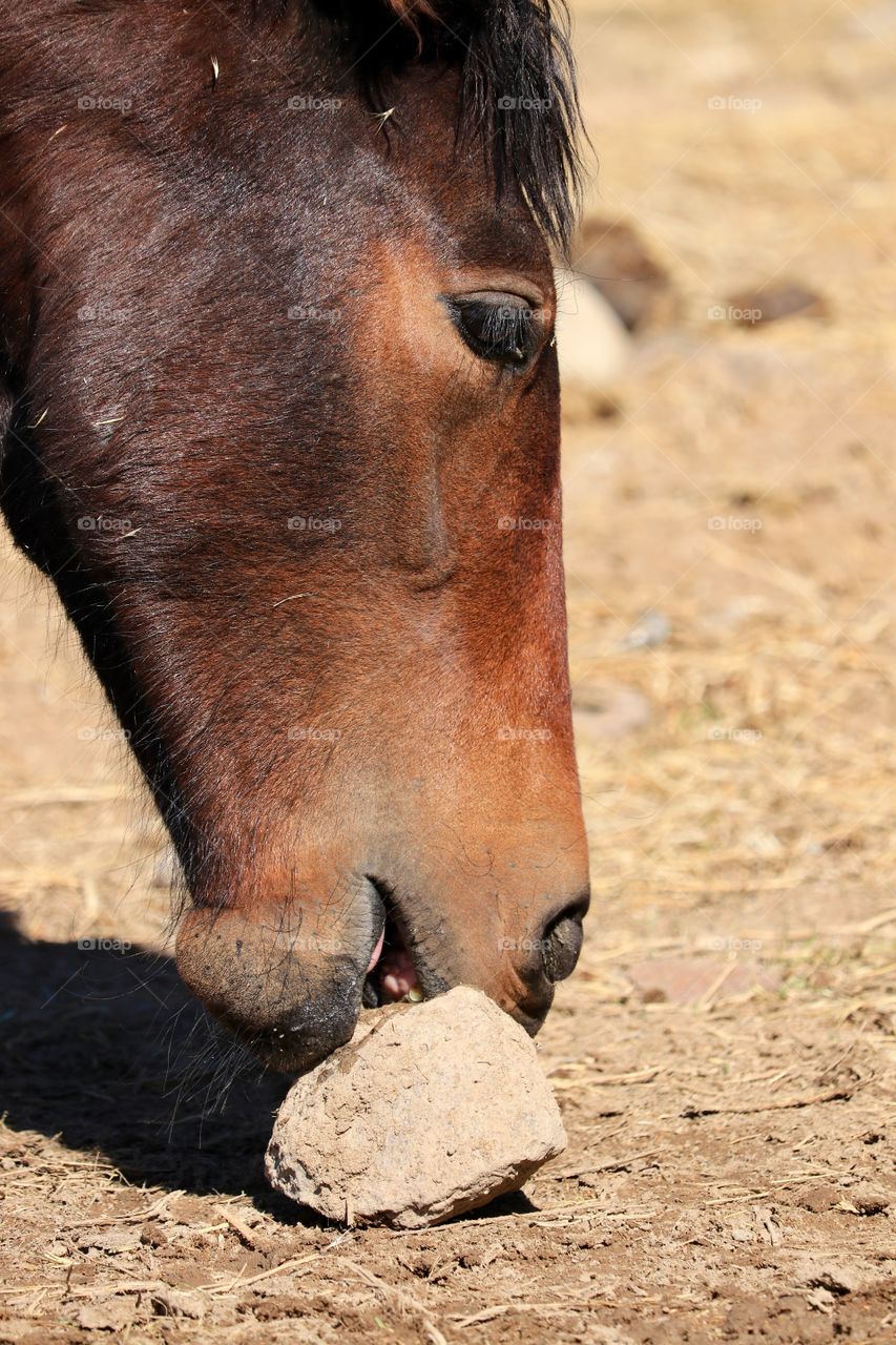 Rock and roll? Wild American mustang mare sampling a rock