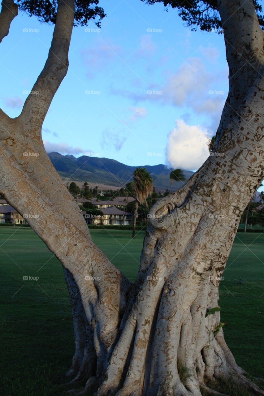 through a gnarly tree