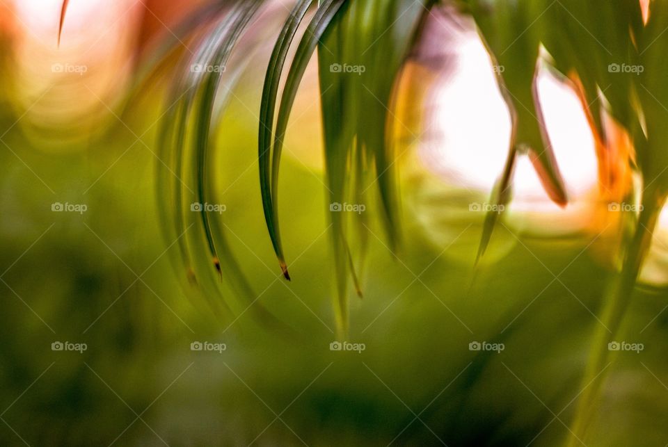 macro leaf