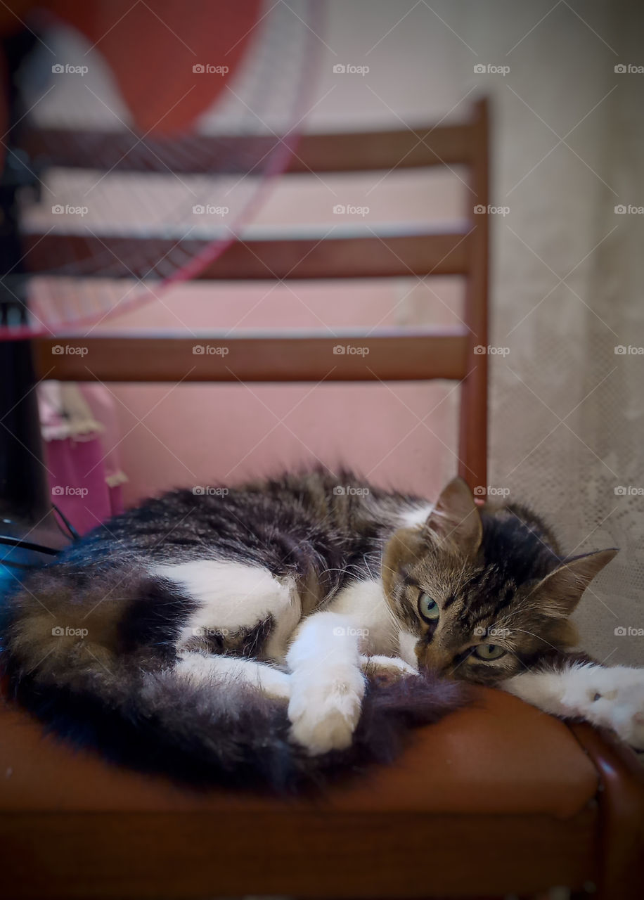 a cute cat on the chair looking at camera