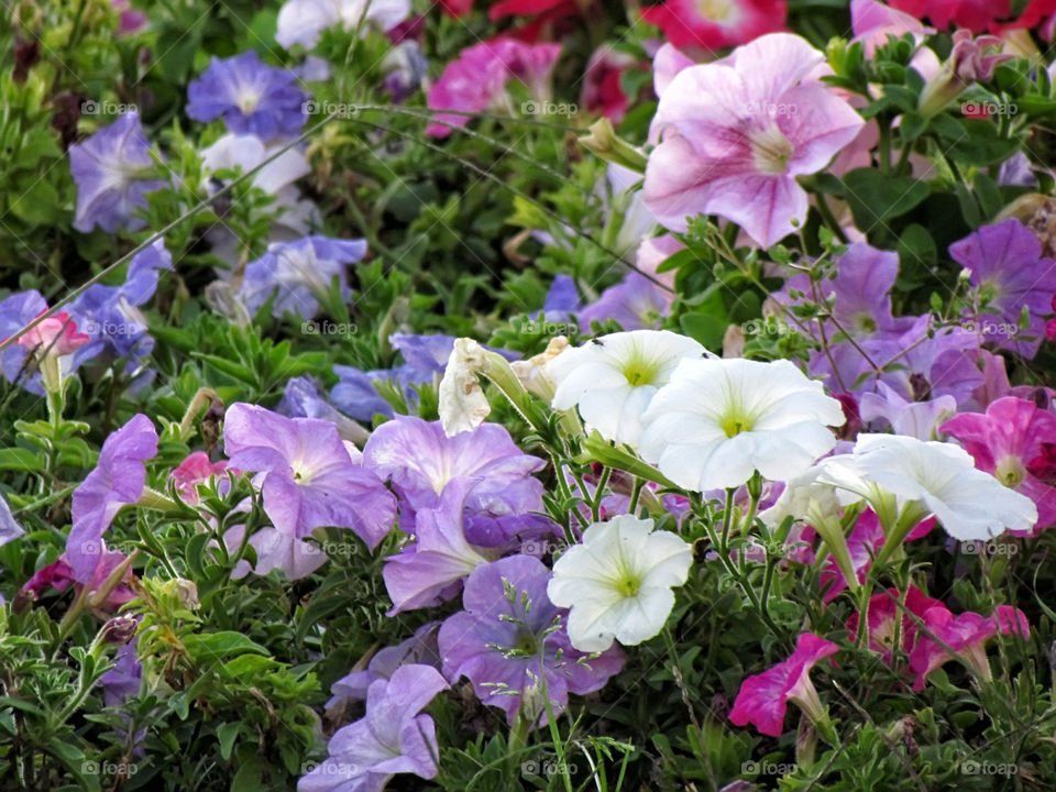 summer flowers