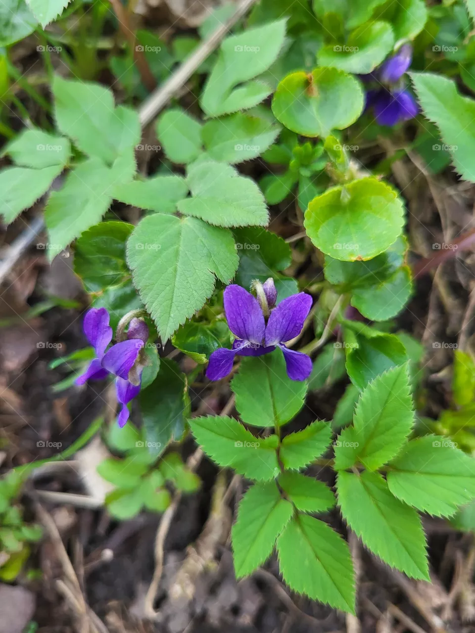 flowers