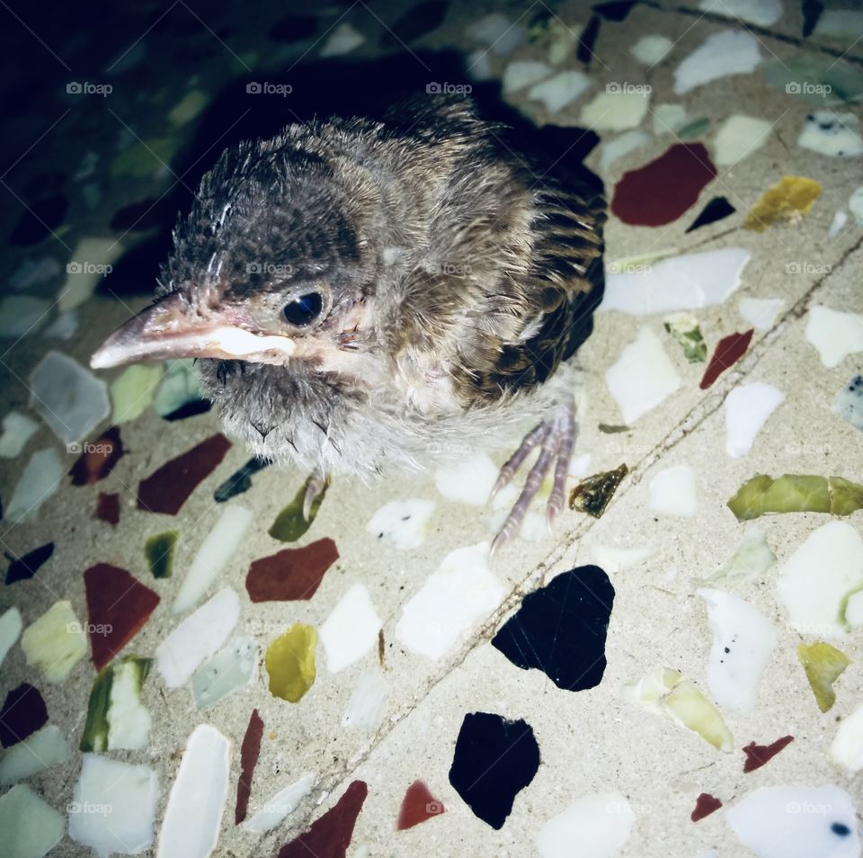 Few days old bird 