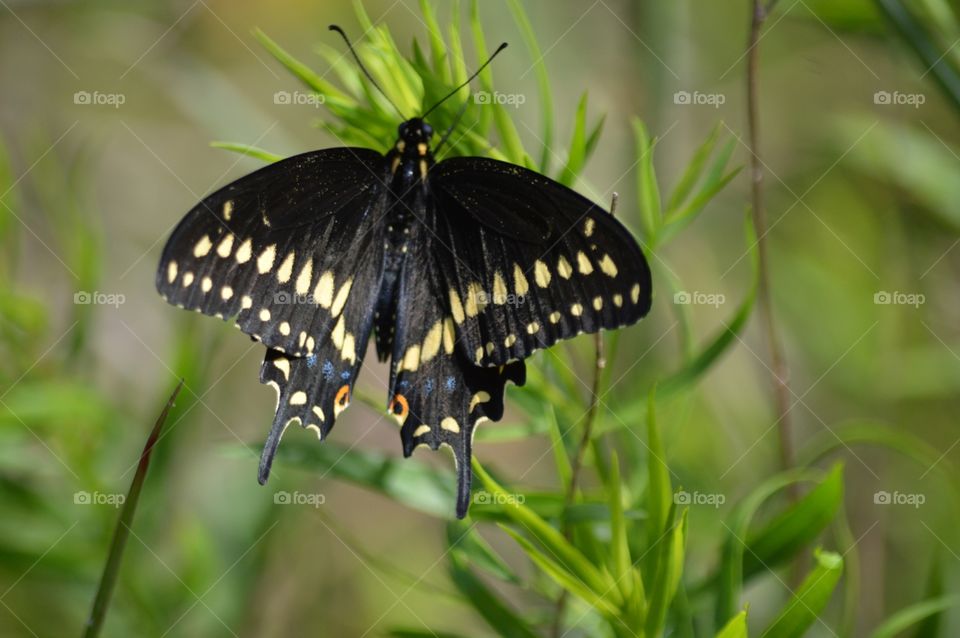 butterfly