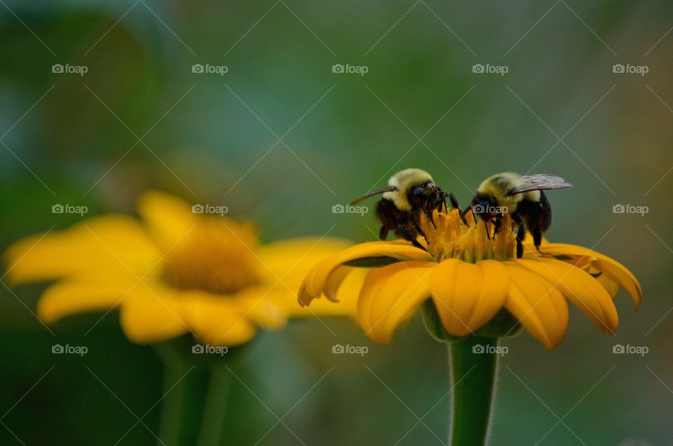 Two bumblebee on yellow flower