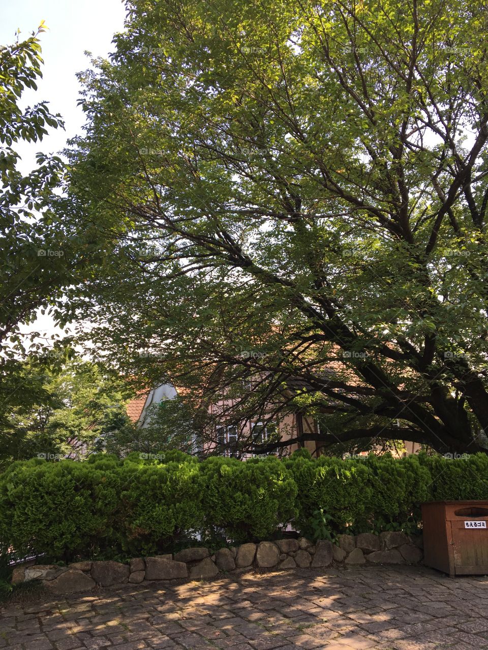 Tree, No Person, Landscape, Leaf, Wood