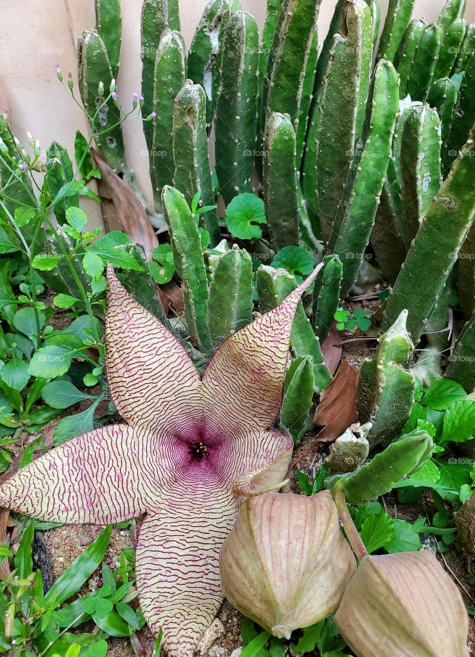 octopus plant