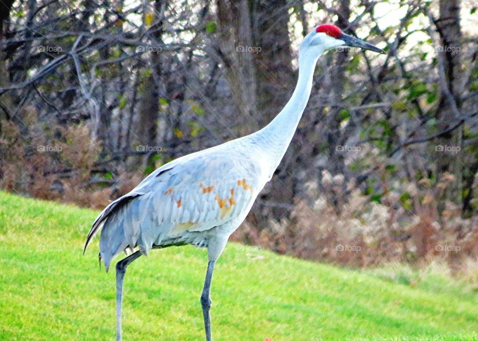 Sandhill Crane Running