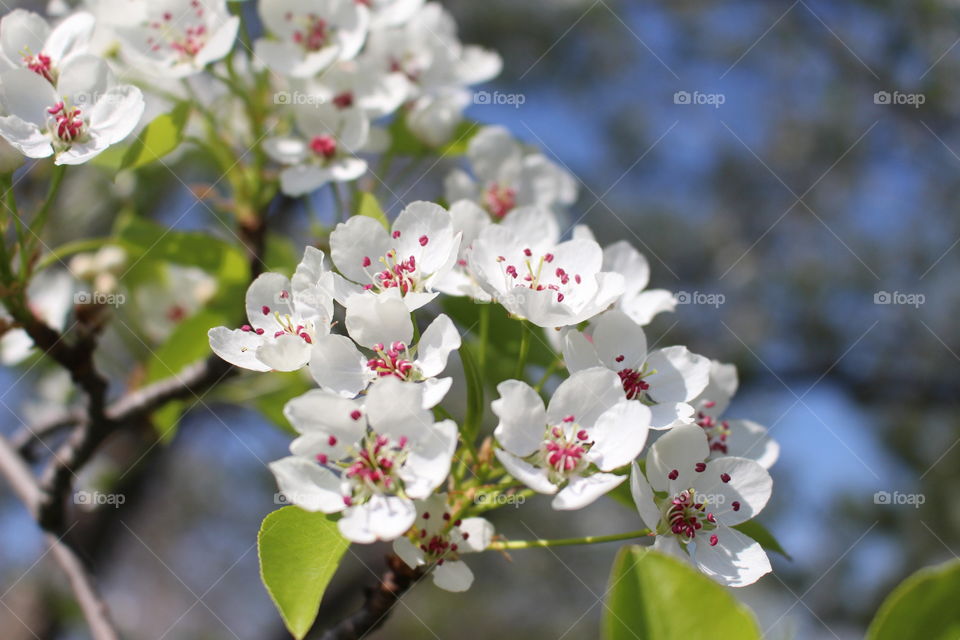 Close-up of white flower