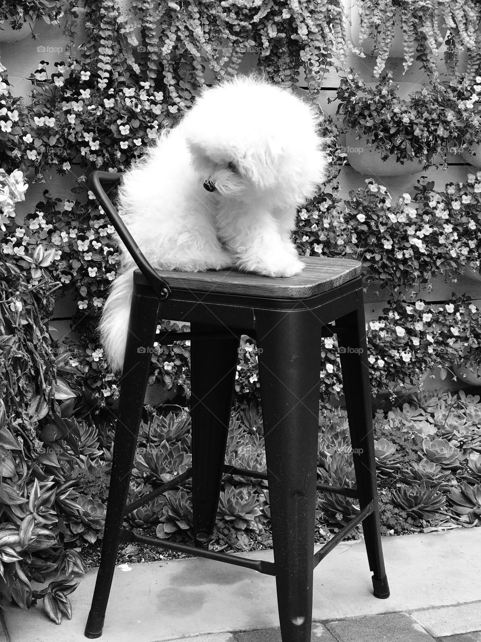A black and white photo of furry puppy perched on top of a stool, turning around to look behind himself. There is an array of flowers all along the wall in background. 