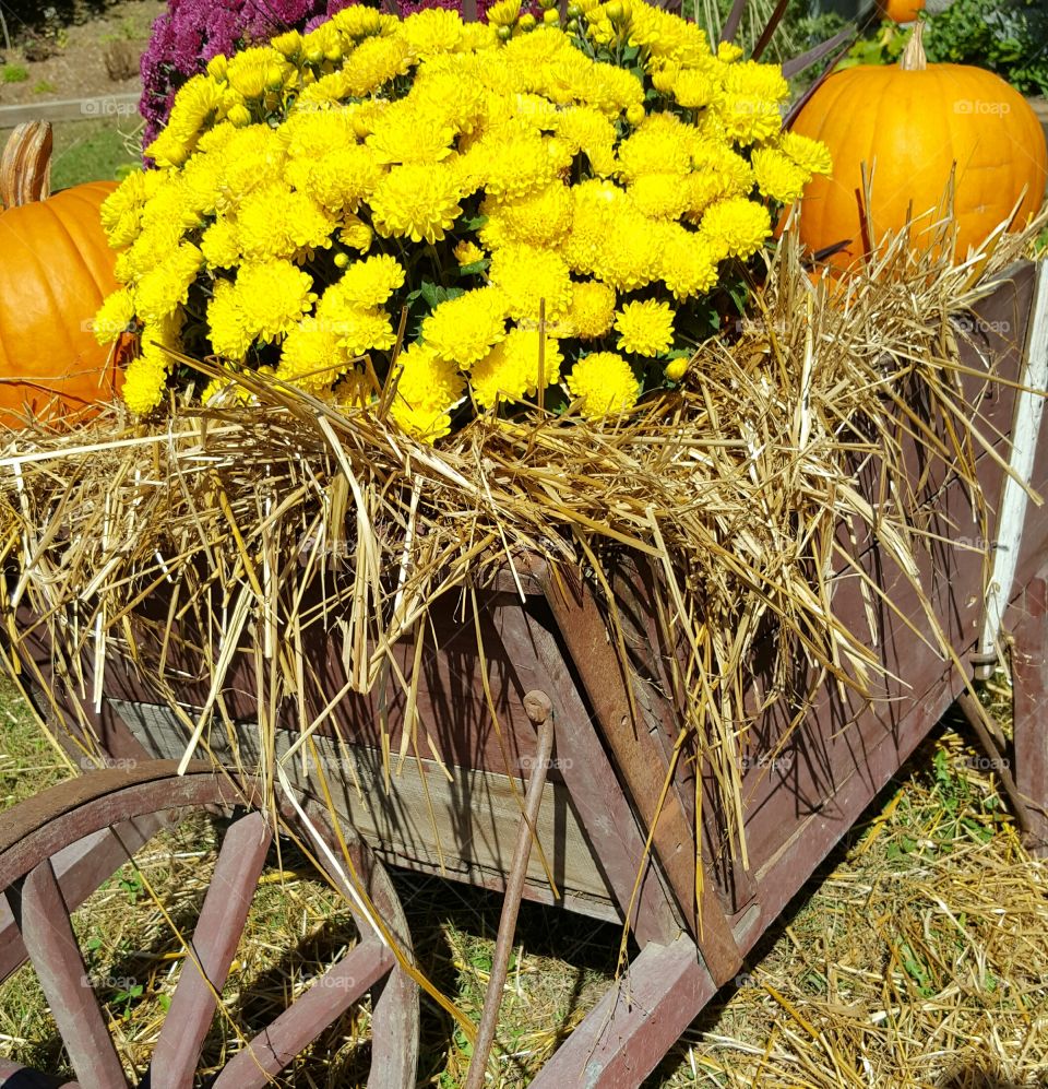 fall decorations