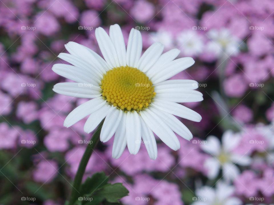 Close-up of white daisy flower