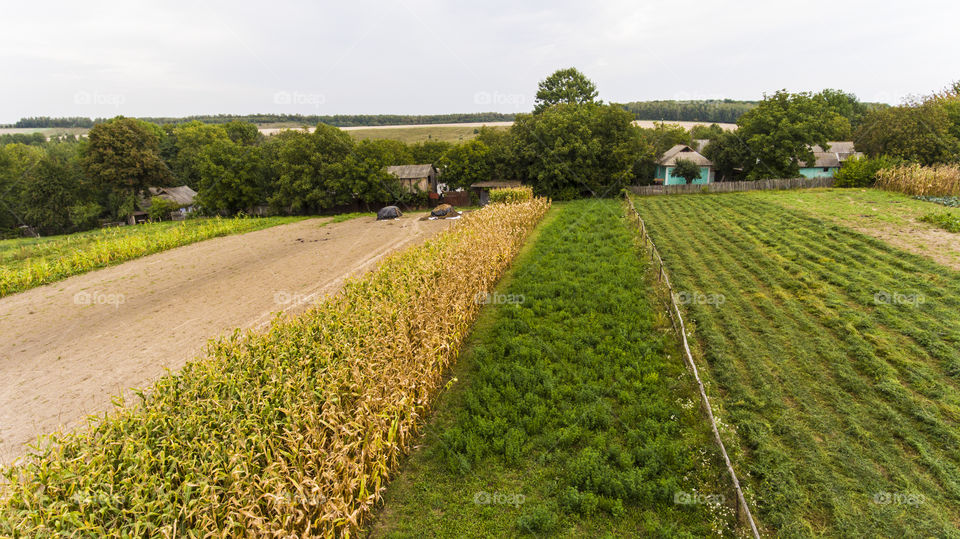 Corn field in the village 