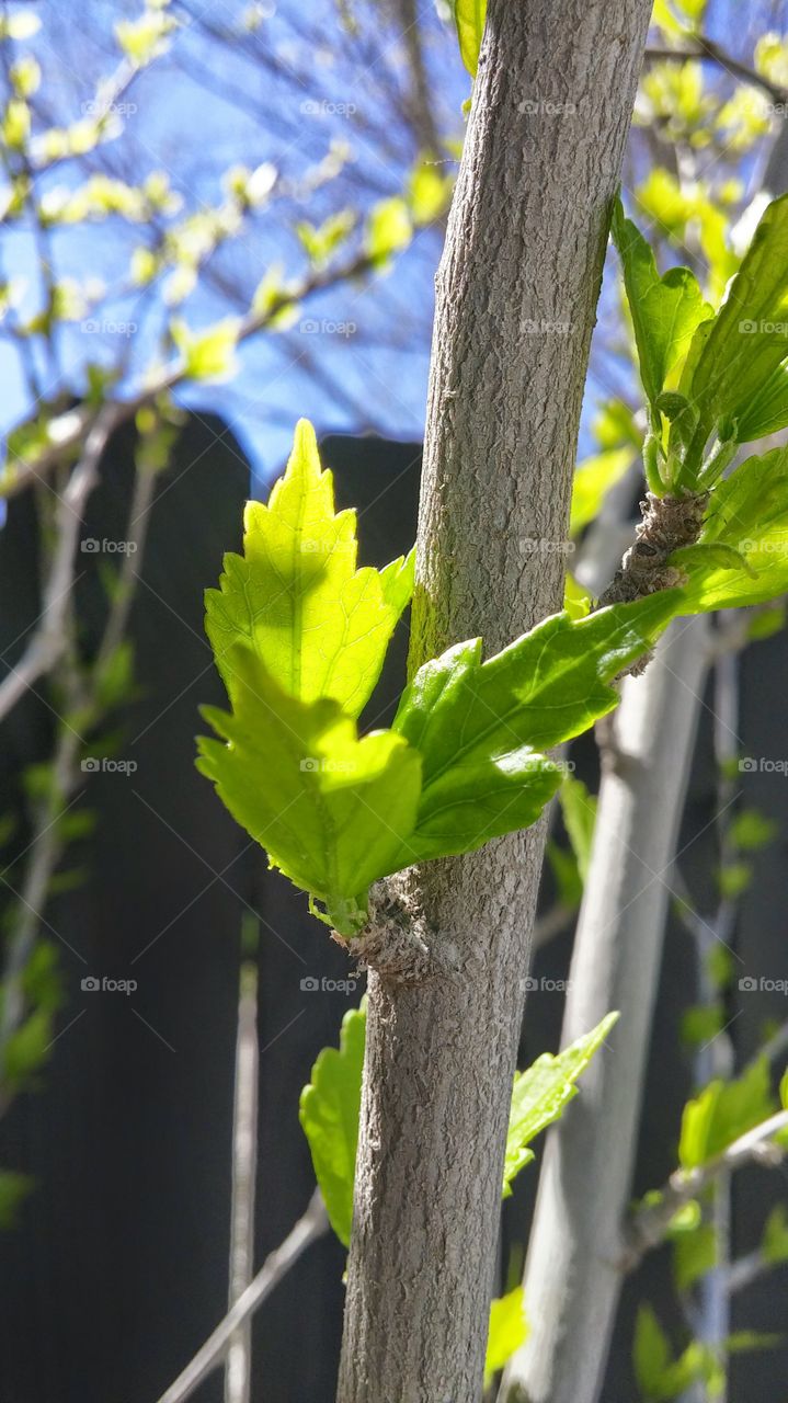 early spring leaf