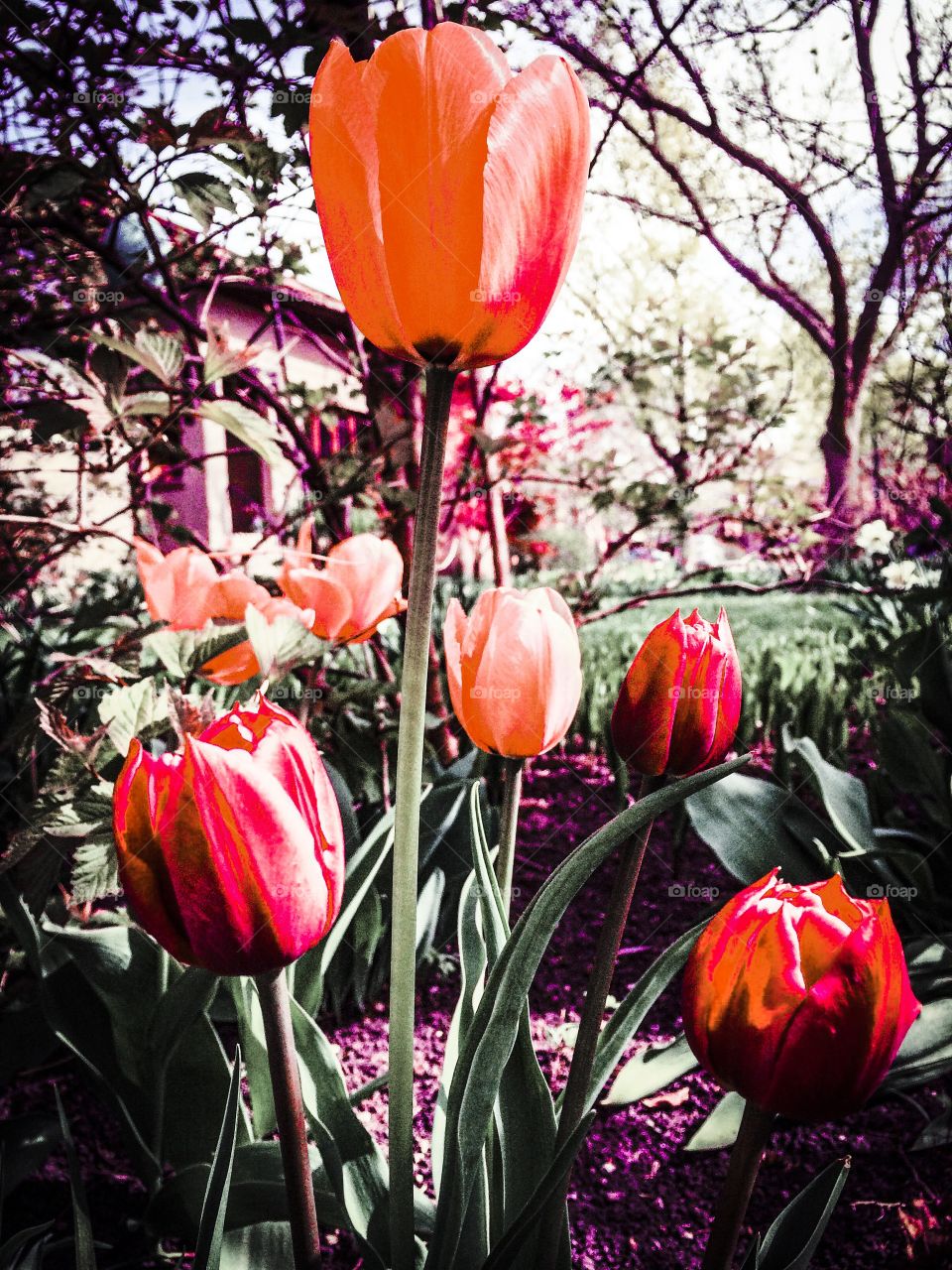 Tulips on the rise . The colors of spring are breaking out all over. 