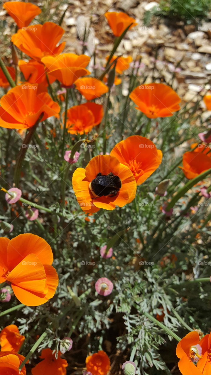 Poppy & Bumblebee Love