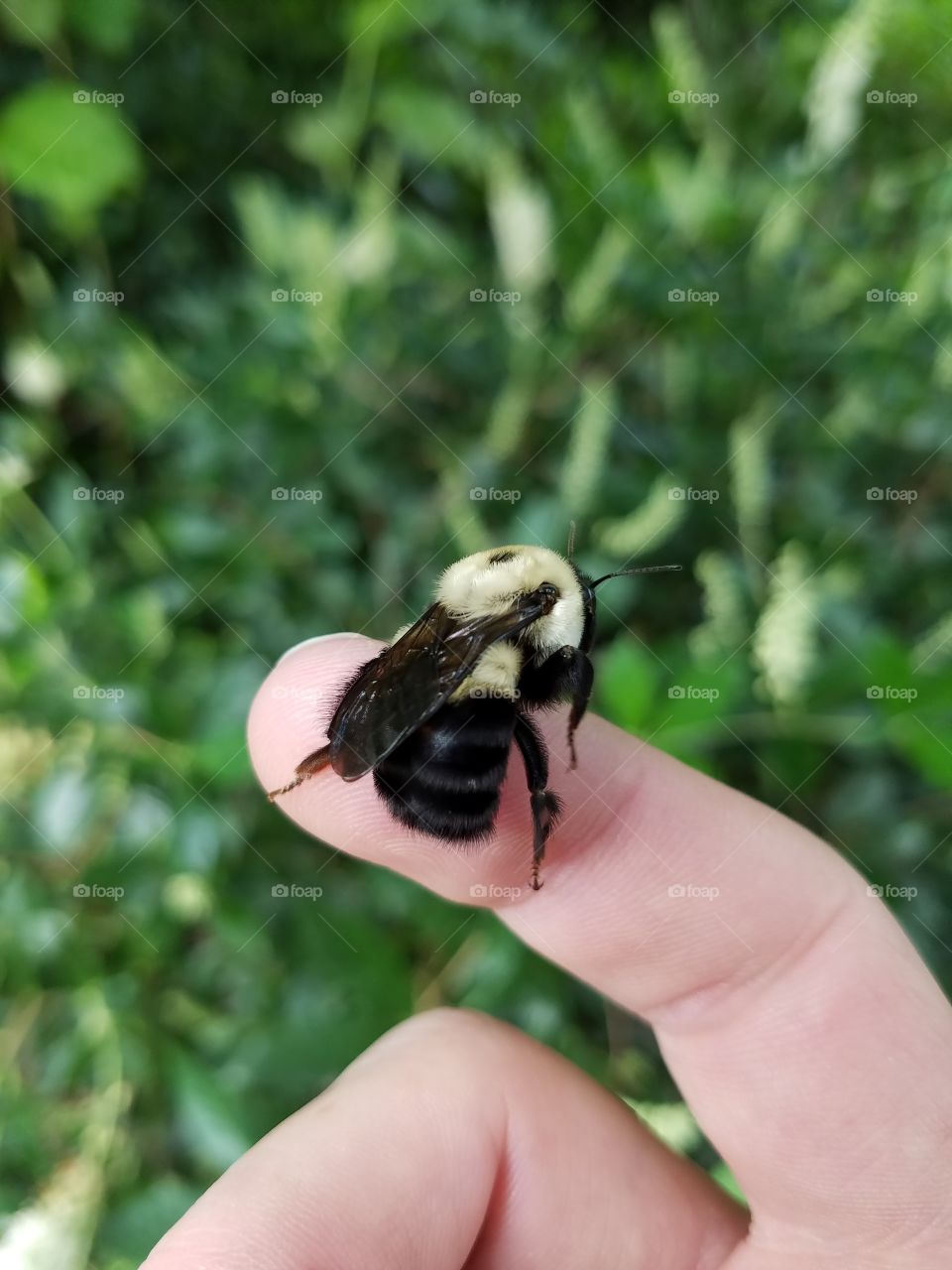 Bumble bee on finger