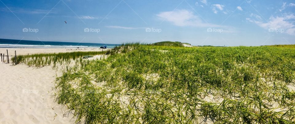 Beach Dune Beach Grasses says Welcome to the Beach