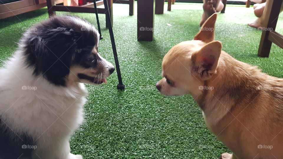 Corgipoo and Chihuahua play date