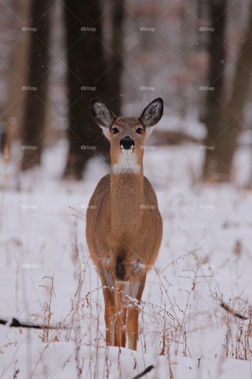 white  tailed  deer