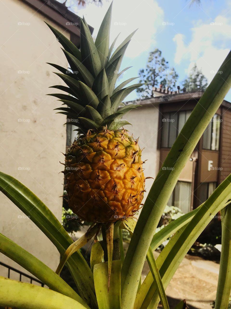 Pineapple plant grown at home