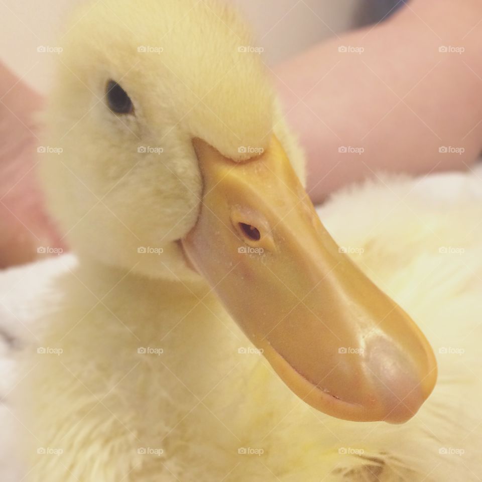 Up close duck 