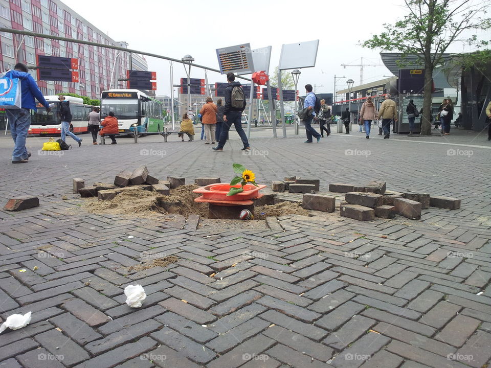 Sunflower left in the pavement