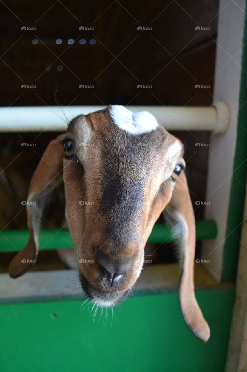 Goat at local fair