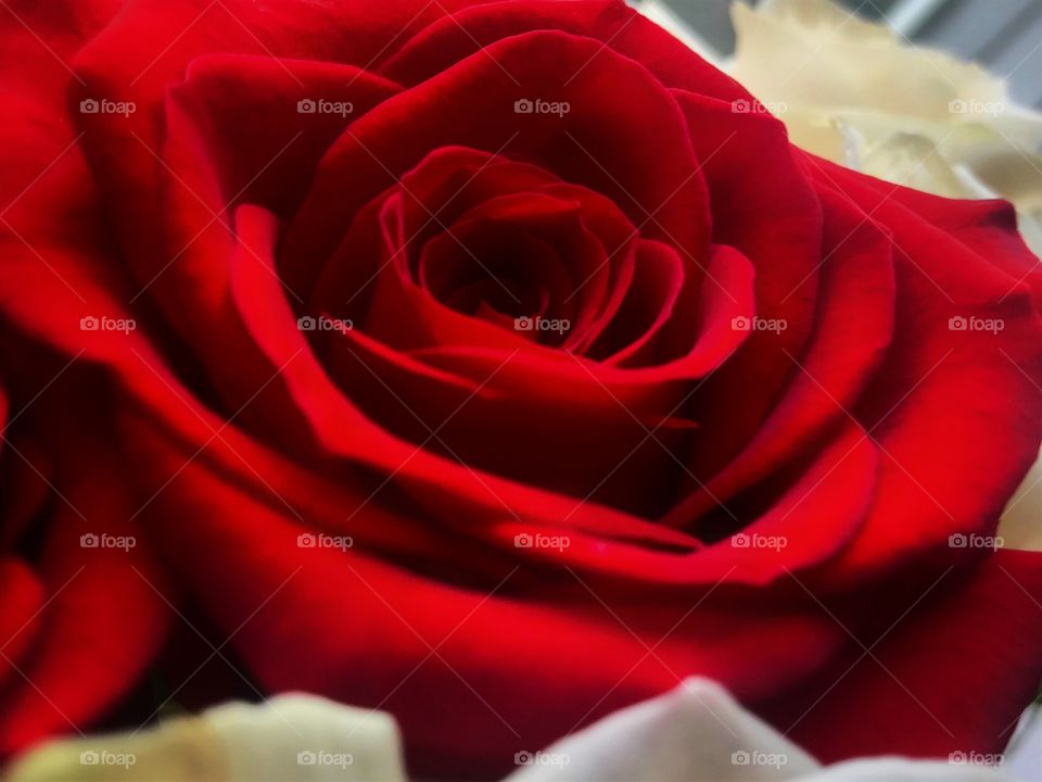 Close-up shot of a red rose—taken in Dyer, Indiana 
