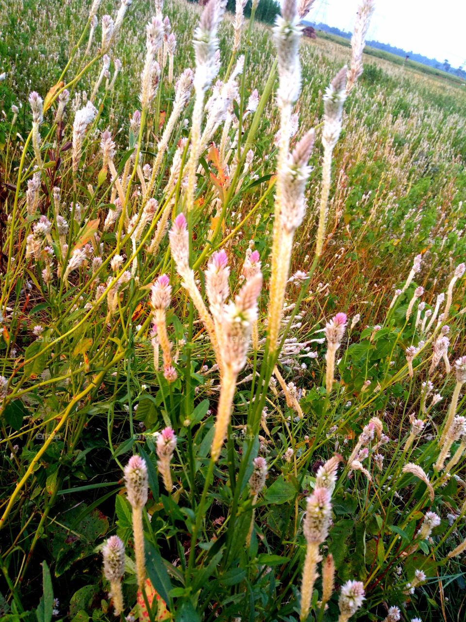 beautiful flowers