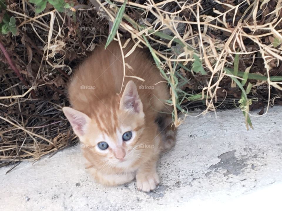 Young kitten in garden