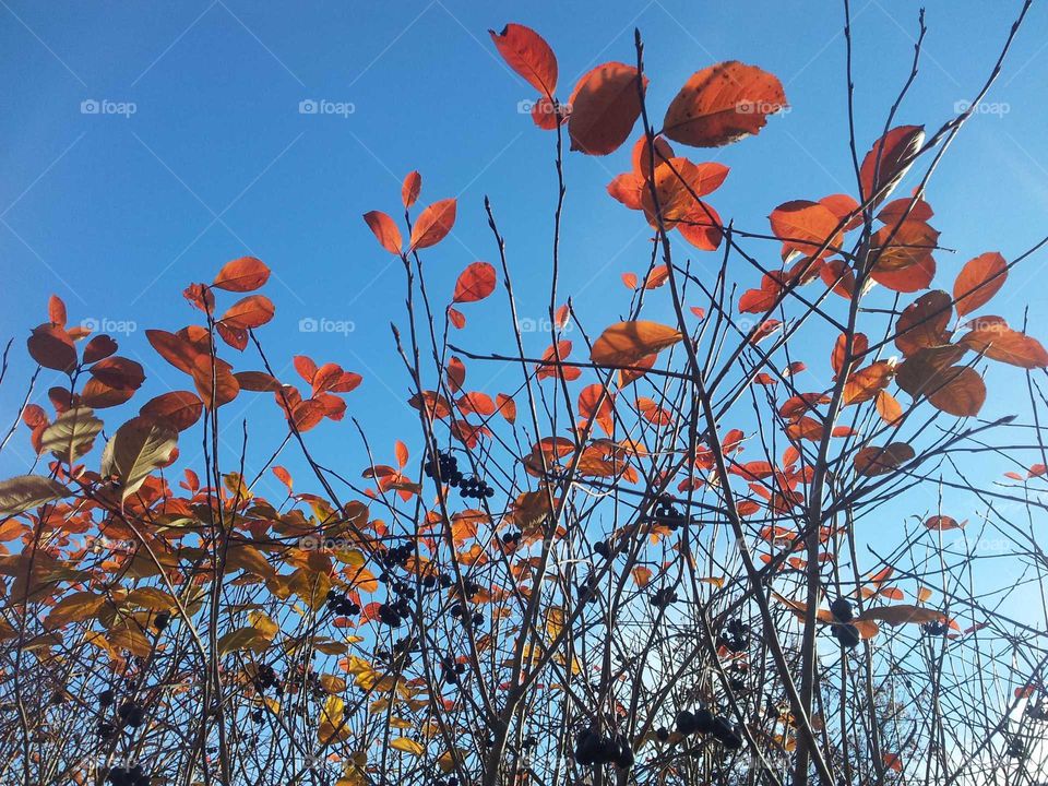Nature, Leaf, Branch, Tree, Season