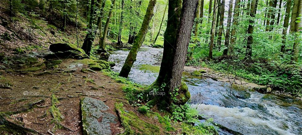 This forest is in the „Perlbachtal“, the „Pearly Brook Valley“ near the town of „Steinburg“ in „Bavaria“, Germany. The freshwater stream comes down rapidly at times. 2024. Hypnotic Productions