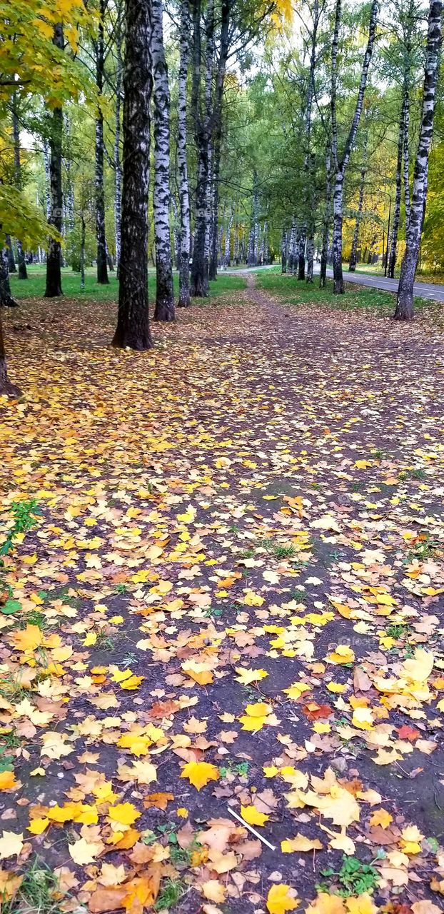 Golden autumn in the forest, the ground is covered with yellow-orange foliage