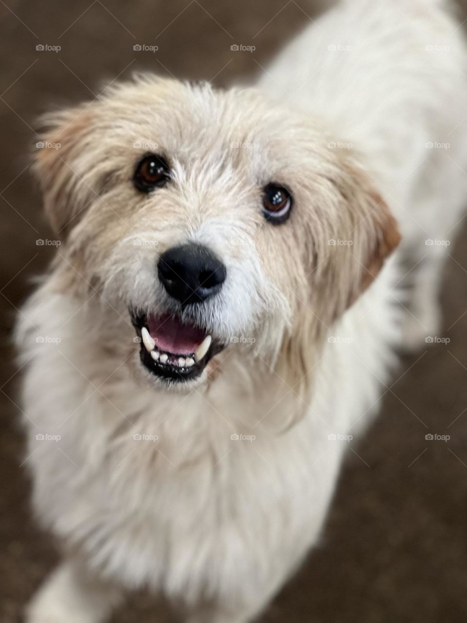 Perro blanco criollo sonriendo 