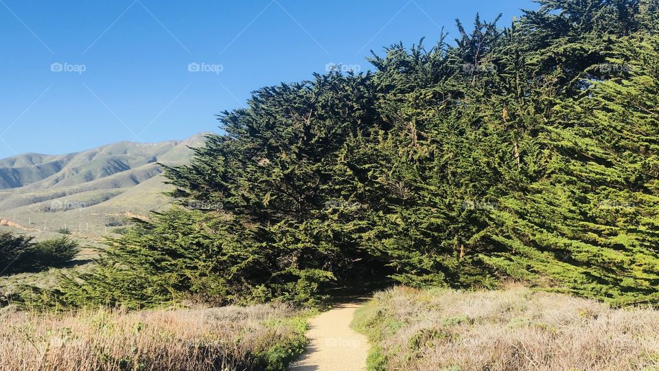 A path through the tree - Big Sur CA