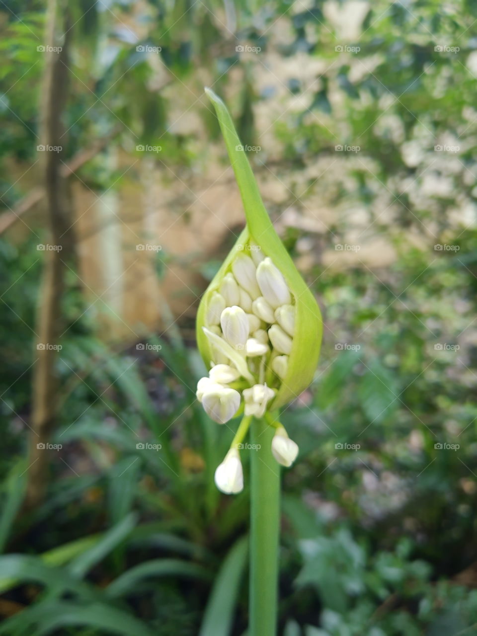 agapanthus flower blooming