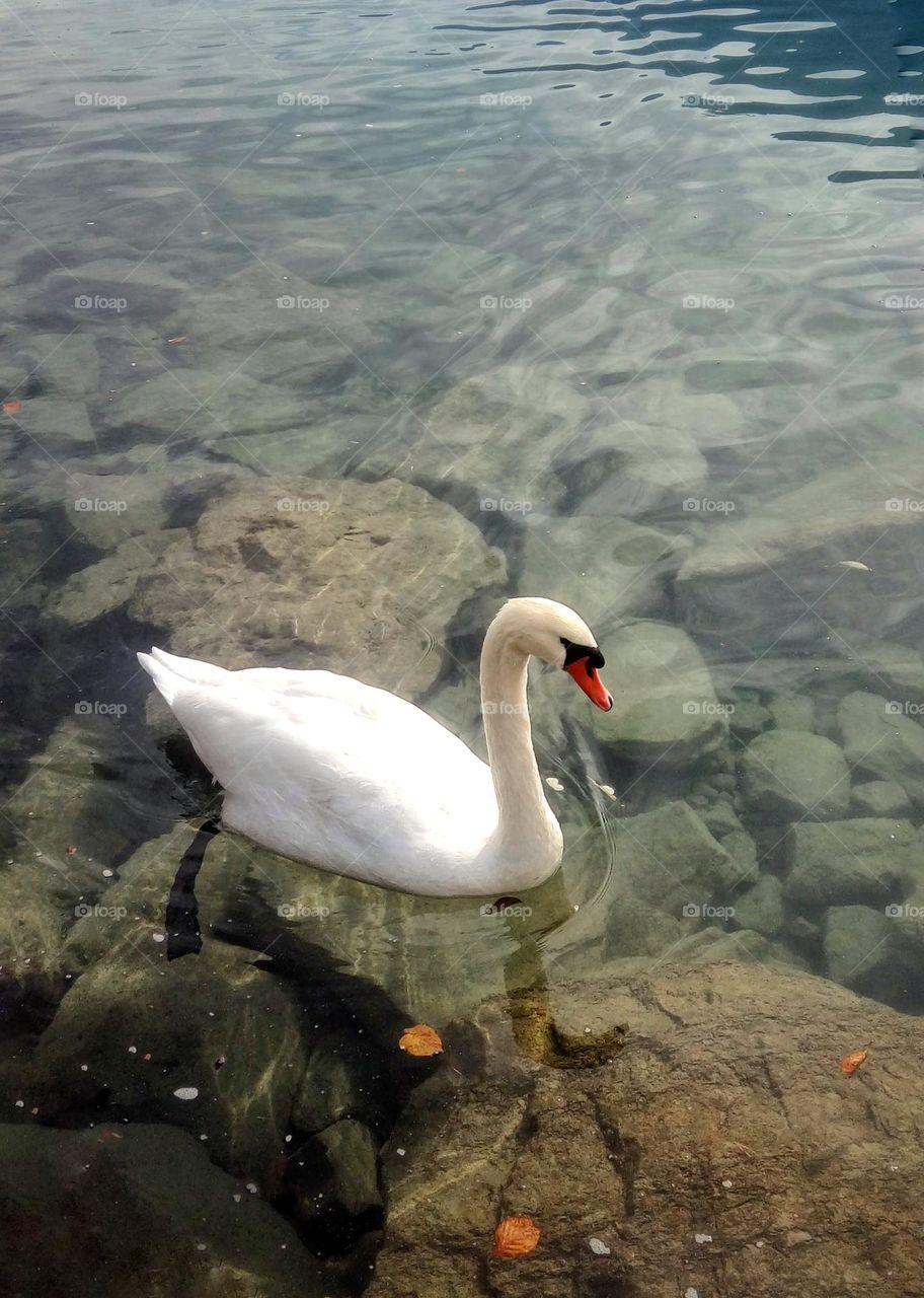 White Swan on the lake