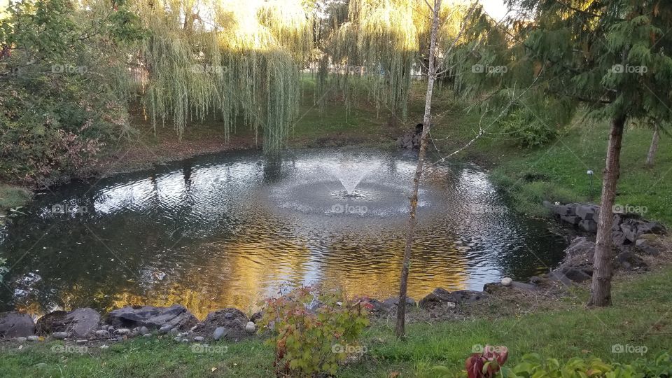 pond