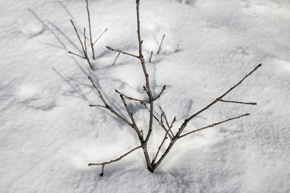 High angle view of bare tree on snowy landscape